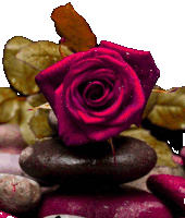 a purple rose sits on a pile of rocks