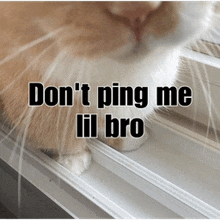 a cat sitting on a window sill with the words " do n't ping me lil bro " written above it