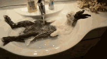 a rabbit is taking a bath in a sink with soap