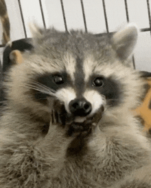 a raccoon is sitting in a cage with its paws on its face and looking at the camera .