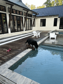 two dogs are playing in a swimming pool