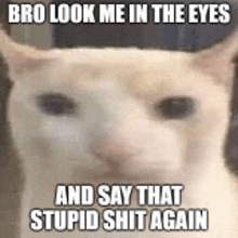 a close up of a cat with the words `` bro look me in the eyes and say that stupid shit again '' written on it .