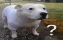 a white dog is standing next to a question mark .