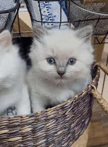 a white kitten with blue eyes sitting in a basket