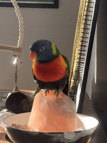 a colorful parrot perched on top of an ice cube