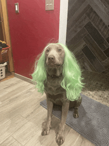 a dog wearing a green wig sits on a blue mat