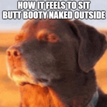 a close up of a dog with a caption that says how it feels to sit butt booty naked outside