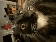 a black and white cat looking up at the camera