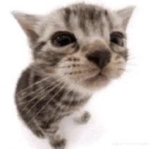 a close up of a kitten 's face looking up at the camera .