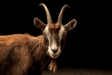 a goat with long horns looking at the camera