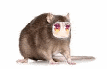 a rat with a cat face on its face is sitting on a white background .