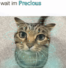 a picture of a cat with the words " wait im precious " above it