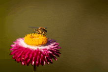 a bee is sitting on top of a pink flower