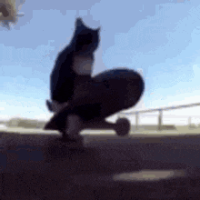 a cat is riding a skateboard down a ramp .