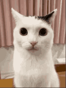 a white cat with black ears is sitting on a table and looking at the camera .