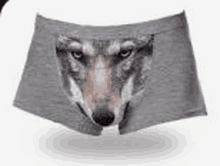 a pair of boxer shorts with a wolf on them .