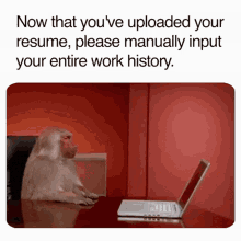 a monkey sits at a desk in front of a laptop computer with the words now that you 've uploaded your resume