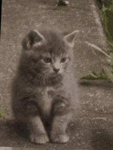 a small gray kitten is sitting on a concrete surface