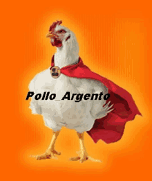 a white chicken wearing a red cape with the words pollo argento written on it