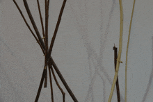 a bunch of sticks are against a white background