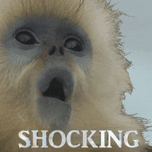 a close up of a monkey 's face with the word shocking on the bottom