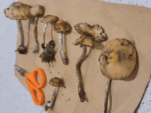 a pair of scissors sits next to a bunch of mushrooms on a piece of brown paper