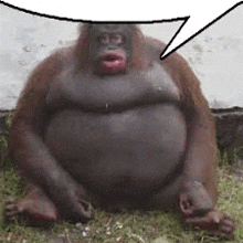 a very fat orangutan is sitting in the grass with a speech bubble .