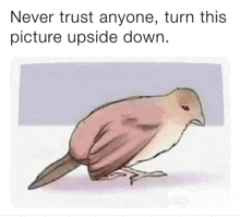 a drawing of a bird with the words `` never trust anyone , turn this picture upside down '' written on it .