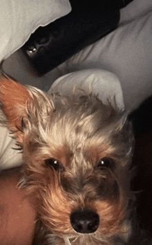 a small dog laying on a bed with a remote control behind it