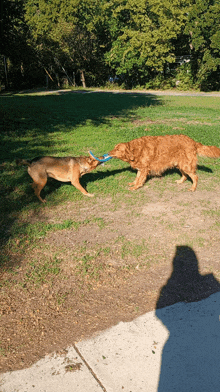 two dogs are playing with a toy in a park