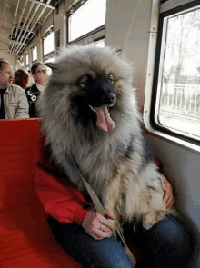 a dog with its tongue out is sitting on a red seat