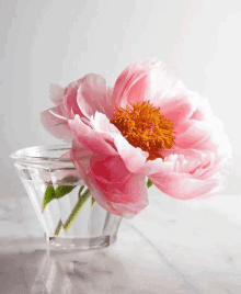 a pink flower in a martini glass filled with water