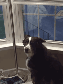 a black and white dog is looking out of a window