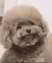 a small brown poodle is looking at the camera while sitting on a couch .