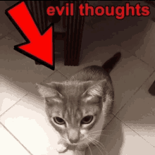 a cat sitting on a tiled floor with a red arrow pointing to it and the words evil thoughts below it