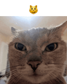 a close up of a cat 's face with a smiley face behind it