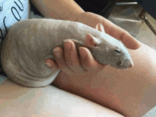 a person is holding a small hairless rat in their hands .