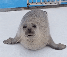 Aguhiyori Agu Seal GIF