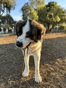 a brown and white dog is standing in the dirt with a stick in its mouth