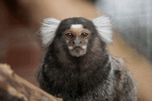 a close up of a monkey with a white stripe on its head