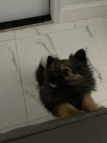 a small fluffy dog laying on the floor looking up at the camera