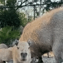 a group of sheep are grazing in a field .