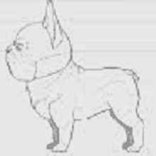 a black and white drawing of a french bulldog .