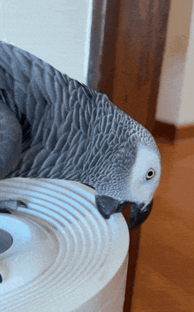 a gray parrot sitting on a white circle