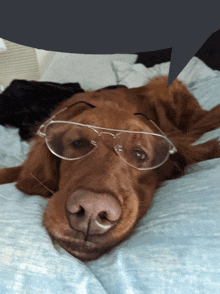 a dog wearing glasses laying on a bed with a speech bubble behind it