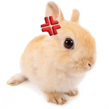 a small bunny rabbit with a red cross on its ear is sitting on a white background .