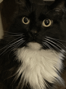 a close up of a black and white cat with big eyes