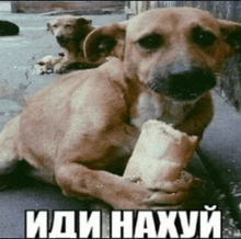 a dog laying down holding a piece of bread with the words " иди нахуй " on the bottom