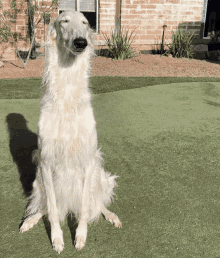 a long haired white dog is sitting on a green lawn with its eyes closed