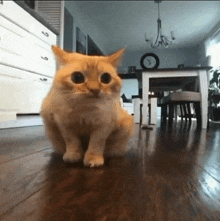 a cat is sitting on a wooden floor in a living room